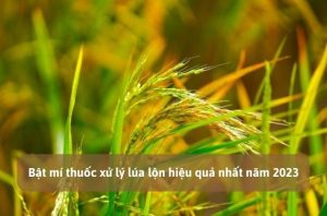 Thuốc xử lý lúa lộn