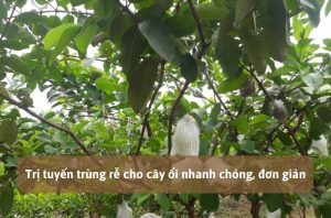 Trị tuyến trùng rễ