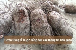 Tuyến trùng rễ là gì