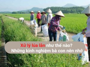 xử lý lúa lẫn