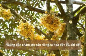 chăm sóc sầu riêng ra hoa