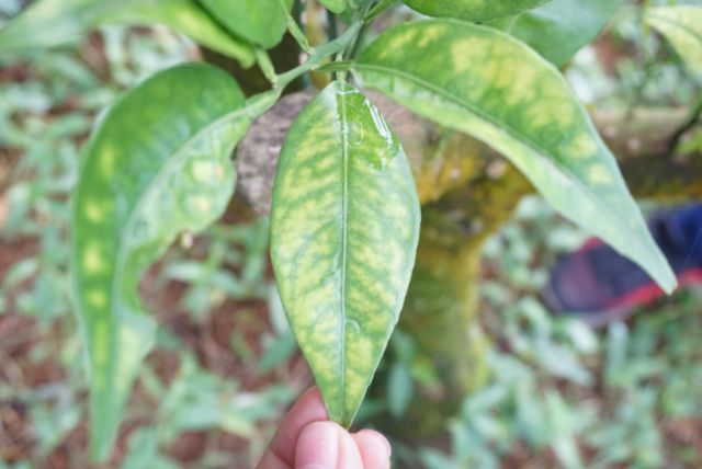 Điều kiện phát sinh bệnh vàng lá trên cây ăn quả có múi