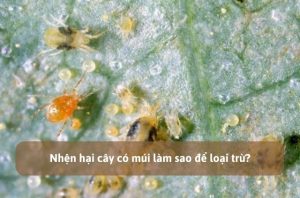 Nhện hại cây có múi