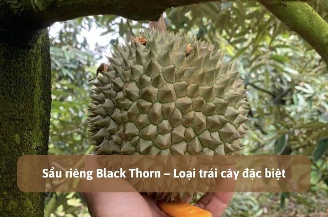 sầu riêng Black Thorn