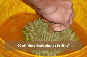 thuốc nhúng sầu riêng