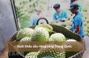 Xuất khẩu sầu riêng sang Trung Quốc