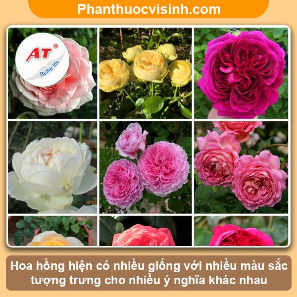 Cách trồng hoa hồng trong chậu tại nhà hoa nở quanh năm