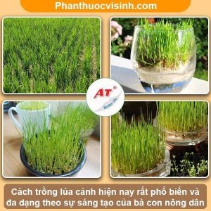 Cách trồng lúa cảnh trang trí nhà siêu đẹp dễ thưc hiện