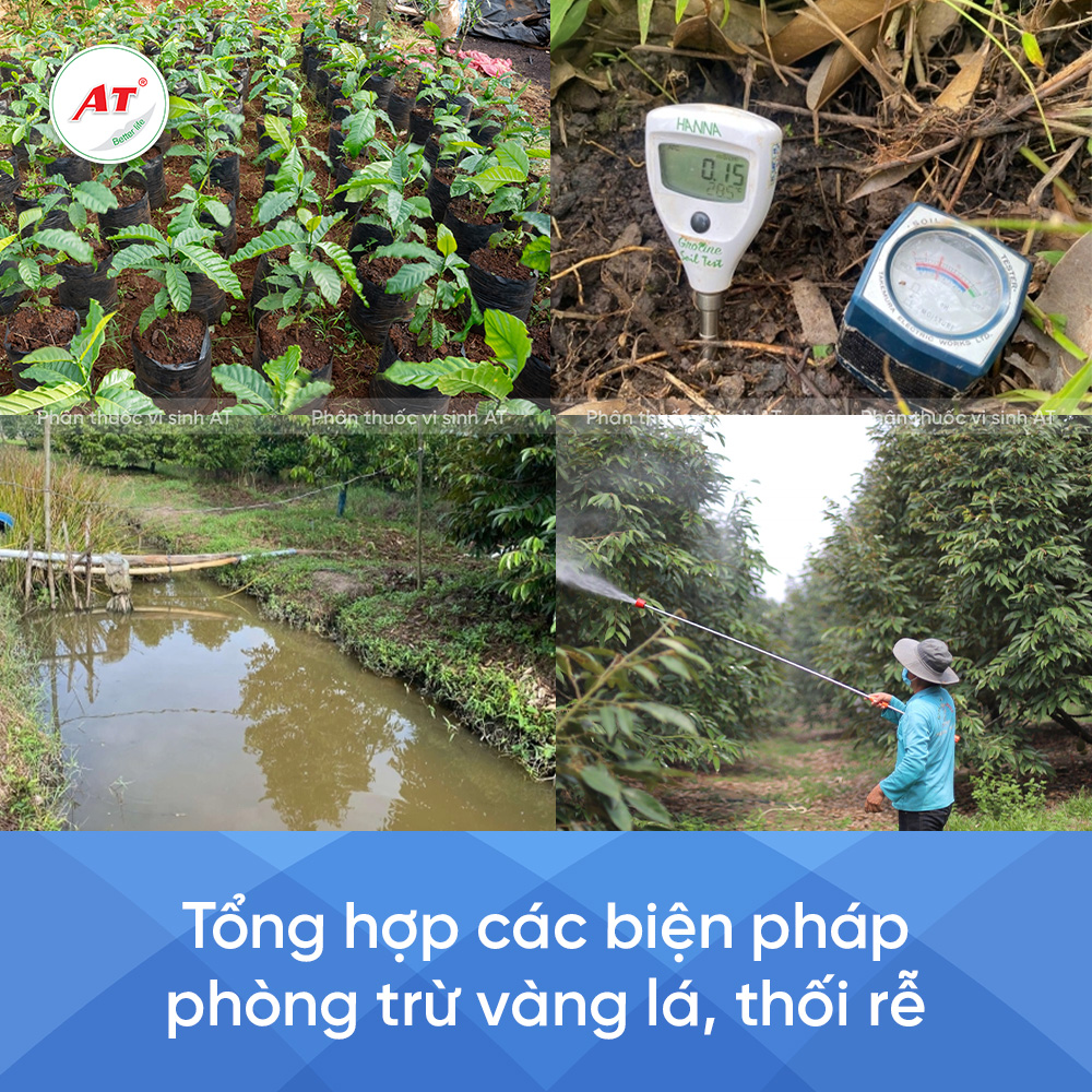 Các biện pháp phòng trừ vàng lá thối rễ