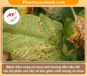 Cách phòng trị bệnh đốm vòng cà chua hiệu quả, an toàn