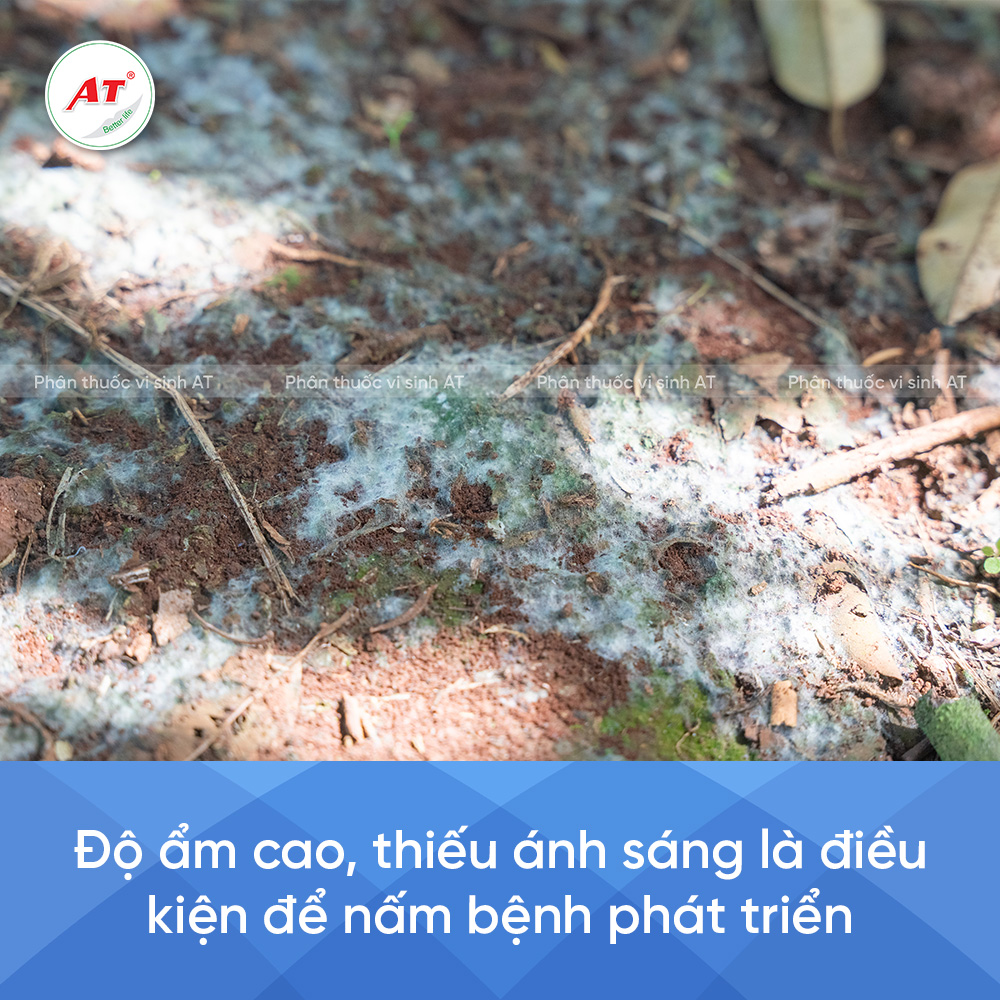Nguyên ngân nấm bệnh phát triển