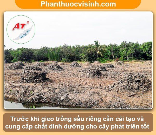 Kỹ thuật trồng sầu riêng ở miền Tây hiệu quả, trái đầy cành