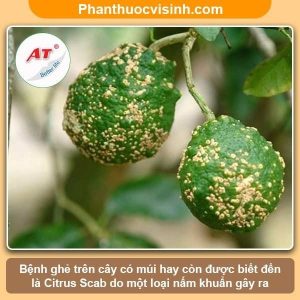 Phòng trị bệnh ghé trên cây có múi hiệu quả, an toàn