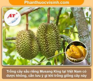 Có nên trồng sầu riêng Musang King tại Việt Nam không?