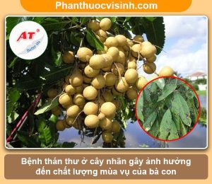 Bệnh thán thư trên cây nhãn: Nguyên nhân và cách phòng trừ