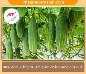 Tại sao dưa leo bị đắng? Nguyên nhân và cách khắc phục