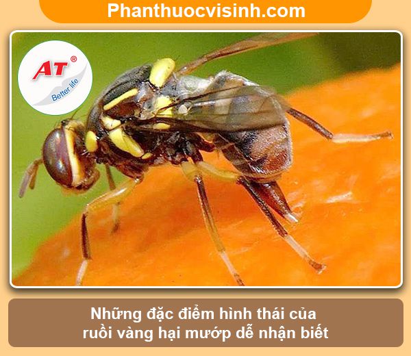 Hướng dẫn cách diệt ruồi vàng hại mướp hiệu quả, an toàn
