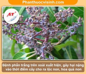 Hướng dẫn cách phòng trừ bệnh phấn trắng trên xoài hiệu quả