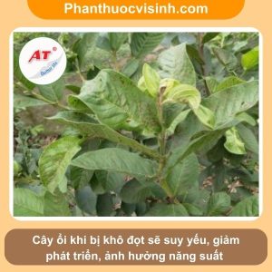 Biện pháp khắc phục tình trạng cây ổi bị khô đọt hiệu quả