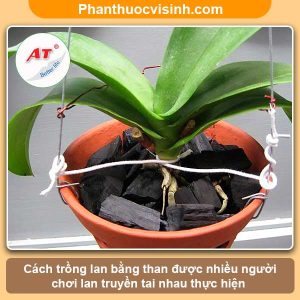 Hướng dẫn cách trồng lan bằng than tại nhà, hoa lâu tàn