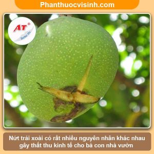 Xoài bị nứt trái nguyên nhân do đâu & Cách khắc phục