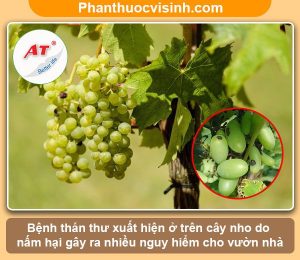 Bệnh thán thư trên cây nho: Nguyên nhân và cách phòng trừ