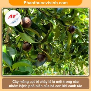 Cách khắc phục cây măng cụt bị cháy lá & nguyên nhân do đâu?