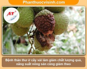 Bệnh thán thư trên cây vải: Nguyên nhân và cách phòng trị