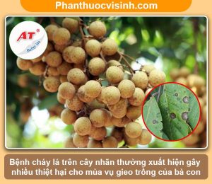 Bệnh cháy lá trên cây nhãn: Nguyên nhân & Cách phòng trị