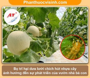 Bọ trĩ hại dưa lưới: nhận biết và phòng trừ hiệu quả