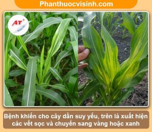 Bệnh sọc lá bắp, biện pháp phòng trừ hiệu quả