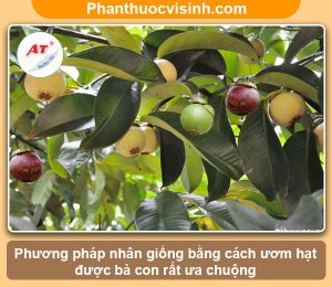 Hướng dẫn cách ươm hạt măng cụt nảy mầm, sai quả