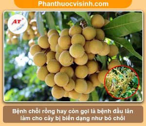 Biện pháp phòng trừ bệnh chổi rồng ở cây nhãn hiệu quả