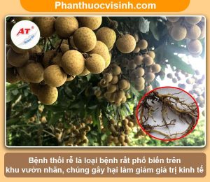 Bệnh thối rễ ở cây nhãn, biện pháp phòng trừ hiệu quả & an toàn