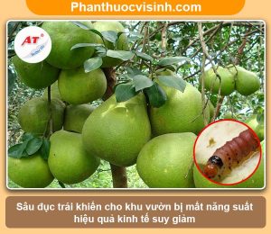 Biện pháp phòng trừ sâu đục trái bưởi nhanh chóng & hiệu quả