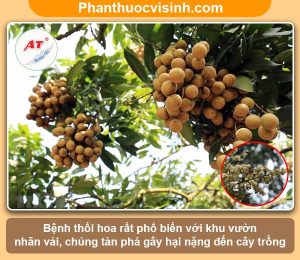 Biện pháp phòng trừ bệnh thối hoa nhãn vải an toàn, hiệu quả