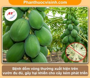 Biện pháp phòng trừ bệnh đốm vòng đu đủ an toàn & hiệu quả