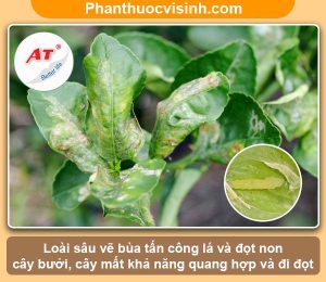 Biện pháp xử lý sâu vẽ bùa hại bưởi an toàn & hiệu quả