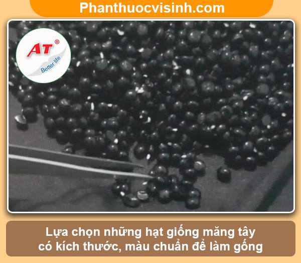 Cách trồng măng tây bằng hạt nảy mầm 100%, lớn nhanh