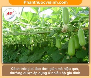 Hướng dẫn cách trồng bí đao tại nhà năng suất cao