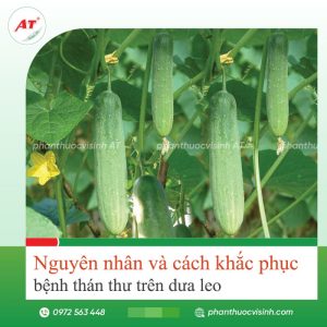 Nguyên nhân và cách khắc phục bệnh thán thư trên dưa leo