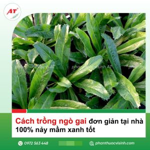 Cách trồng ngò gai đơn giản tại nhà, 100% nảy mầm xanh tốt