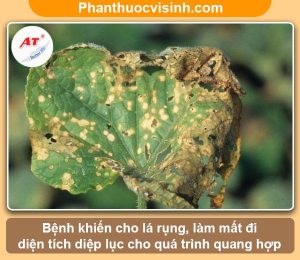 Cách nhận biết và phòng trừ bệnh thán thư trên dưa lưới