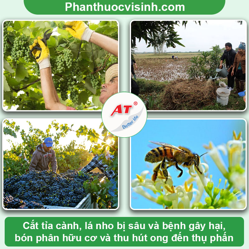 Cách trồng nho tại nhà trái trĩu cành, sai quả mau thu hoạch