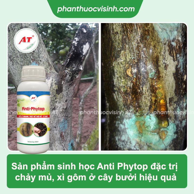 Cây bưởi bị chảy nhựa do đâu? Phòng trị hiệu quả