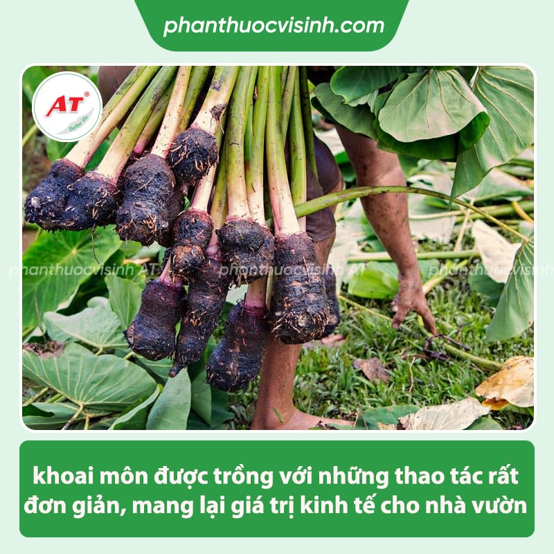 Hướng dẫn cách trồng khoai môn, đơn giản nhanh nảy mầm