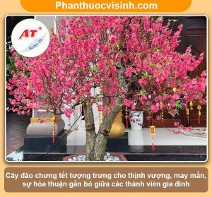 Ý nghĩa cây đào ngày tết trong phong thủy và đời sống