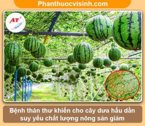 Phòng trừ bệnh thán thư trên dưa hấu, tiết kiệm chi phí