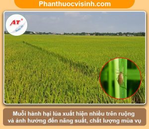 Muỗi hành hại lúa và phòng trừ hiệu quả cho đồng ruộng