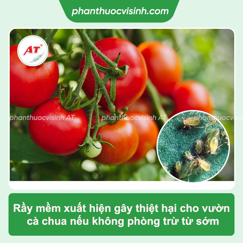 Rầy mềm hại cà chua: Phòng trừ hiệu quả, an toàn